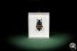 Preview: Diastocera trifasciata (7879) a beetle from West Africa | Taxidermy | Beetles