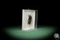 Preview: Diastocera trifasciata (7879) a beetle from West Africa | Taxidermy | Beetles