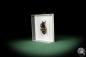 Preview: Diastocera trifasciata (7879) a beetle from West Africa | Taxidermy | Beetles