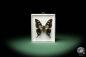 Preview: Graphium weiskei ein Schmetterling