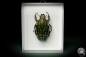 Preview: Mecynorhina polyphemus (7925) a beetle from Africa | Taxidermy | Beetles