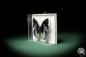 Preview: Charaxes smaragdalis (7928) a butterfly from Africa | Taxidermy | Butterflies