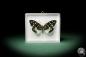 Preview: Erasmia pulchella (7933) a butterfly from Southeast Asia | Taxidermy | Butterflies