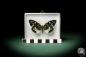 Preview: Erasmia pulchella (7933) a butterfly from Southeast Asia | Taxidermy | Butterflies