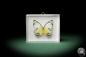 Preview: Delias periboea (7943) a butterfly from Southeast Asia | Taxidermy | Butterflies