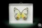 Preview: Delias periboea (7943) a butterfly from Southeast Asia | Taxidermy | Butterflies