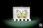 Preview: Delias periboea (7943) a butterfly from Southeast Asia | Taxidermy | Butterflies