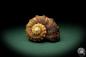 Preview: Rapana rapiformis (8185) a snail from Philippines | Conchylia | Snails