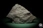 Preview: Sphenophyllum spec. (8257) a fossil plant from Germany | Fossils | Plants