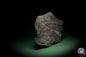 Preview: Neuropteris spec. (8268) a fossil plant from Germany | Fossils | Plants