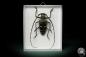 Preview: Batocera calanus (8424) a beetle from Indonesia | Taxidermy | Beetles