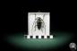 Preview: Batocera calanus (8424) a beetle from Indonesia | Taxidermy | Beetles