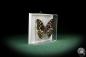 Preview: Sasakia charonda (8469) a butterfly from China | Taxidermy | Butterflies