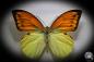 Preview: Hebomoia leucippe daemonis (867) a butterfly from Indonesia | Taxidermy | Butterflies