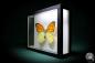 Preview: Hebomoia leucippe daemonis (867) a butterfly from Indonesia | Taxidermy | Butterflies