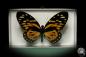 Preview: Papilio zagreus (8683) a butterfly from South America | Taxidermy | Butterflies