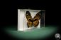 Preview: Papilio zagreus (8683) a butterfly from South America | Taxidermy | Butterflies