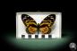 Preview: Papilio zagreus (8683) a butterfly from South America | Taxidermy | Butterflies