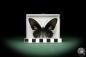 Preview: Parides anchises koenigi (8699) a butterfly from South America | Taxidermy | Butterflies