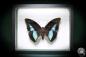 Preview: Prepona meander (881) a butterfly from South America | Taxidermy | Butterflies