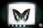 Preview: Prepona meander (881) a butterfly from South America | Taxidermy | Butterflies