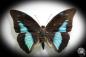 Preview: Prepona meander (881) a butterfly from South America | Taxidermy | Butterflies