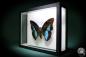 Preview: Prepona meander (881) a butterfly from South America | Taxidermy | Butterflies