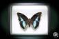 Preview: Prepona meander ein Schmetterling