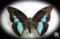 Preview: Prepona meander ein Schmetterling