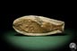 Preview: cf. Araripelepidotes temnurus (9419) a fish from South America | Fossils | Fishes