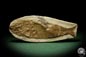 Preview: cf. Araripelepidotes temnurus (9419) a fish from South America | Fossils | Fishes