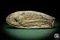 Preview: cf. Araripelepidotes temnurus (9423) a fish from South America | Fossils | Fishes