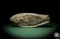 Preview: cf. Araripelepidotes temnurus (9426) a fish from South America | Fossils | Fishes