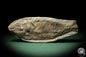 Preview: cf. Araripelepidotes temnurus (9426) a fish from South America | Fossils | Fishes