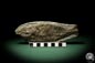 Preview: cf. Araripelepidotes temnurus (9426) a fish from South America | Fossils | Fishes