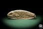 Preview: cf. Araripelepidotes temnurus (9441) a fish from South America | Fossils | Fishes