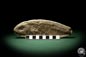 Preview: cf. Araripelepidotes temnurus (9441) a fish from South America | Fossils | Fishes