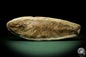 Preview: cf. Araripelepidotes temnurus (9445) a fish from South America | Fossils | Fishes