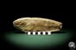 Preview: cf. Araripelepidotes temnurus (9445) a fish from South America | Fossils | Fishes