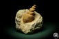 Preview: Turritella spec. (9606) a snail from Italy | Fossils | Snails