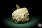 Preview: Turritella spec. (9606) a snail from Italy | Fossils | Snails