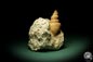 Preview: Turritella spec. (9606) a snail from Italy | Fossils | Snails