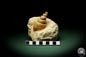 Preview: Turritella spec. (9606) a snail from Italy | Fossils | Snails