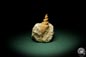 Preview: Turritella spec. (9609) a snail from Italy | Fossils | Snails