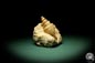 Preview: Turritella spec. (9611) a snail from Italy | Fossils | Snails