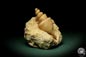 Preview: Turritella spec. (9611) a snail from Italy | Fossils | Snails