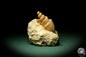 Preview: Turritella spec. (9611) a snail from Italy | Fossils | Snails