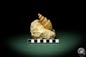 Preview: Turritella spec. (9611) a snail from Italy | Fossils | Snails