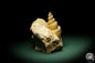 Preview: Turritella spec. (9612) a snail from Italy | Fossils | Snails