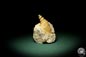 Preview: Turritella spec. (9614) a snail from Italy | Fossils | Snails